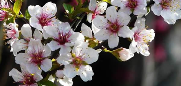 郁李的花語(yǔ)