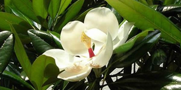 夜合花的花語(yǔ)