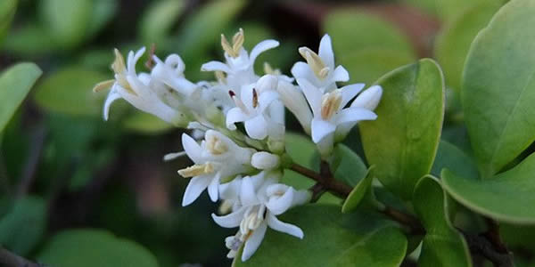 女貞的花語(yǔ)