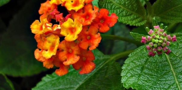 五色梅的花語(yǔ)