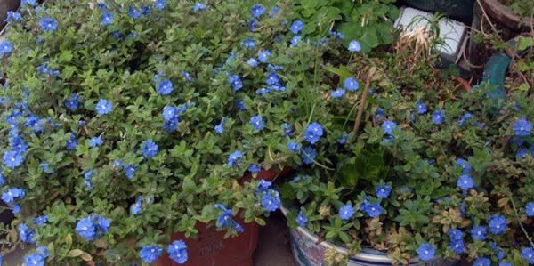 藍(lán)星花的花語