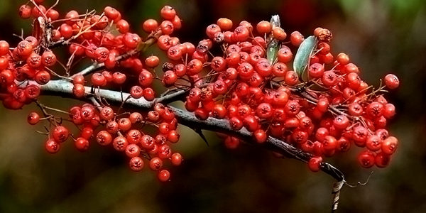 火棘的花語(yǔ)