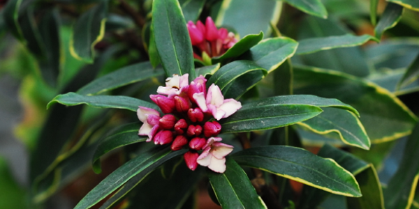 金邊瑞香的花語