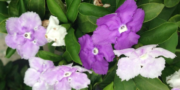 雙色茉莉的花語