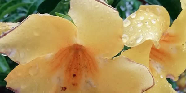 黃嬋的花語(yǔ)