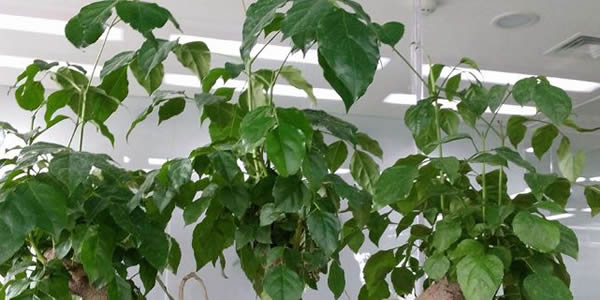 幸福樹(shù)的寓意和象征