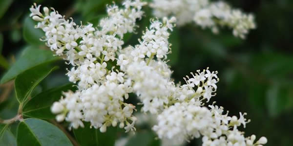 米蘭花的花語(yǔ)