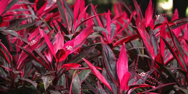 朱蕉的花語(yǔ)