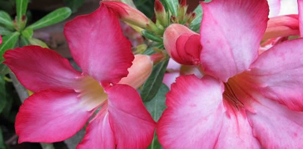 沙漠玫瑰的花語(yǔ)