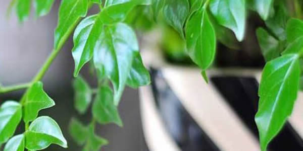 平安樹的寓意和象征