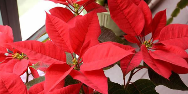 一品紅的花語(yǔ)