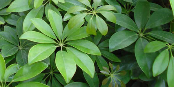 鴨腳木的寓意和象征