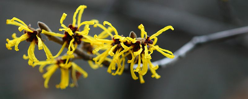 金縷梅的花語(yǔ)