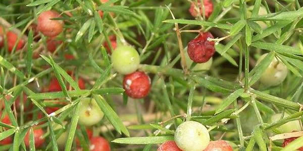 天門冬的花語(yǔ)