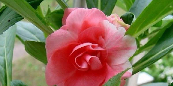 茶花鳳仙的花語