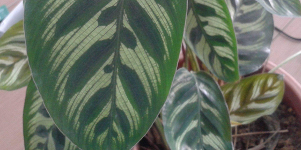 貓眼竹芋的花語