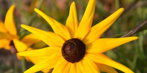 黑心菊的花語(yǔ)