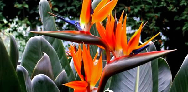 鶴望蘭的花語(yǔ)