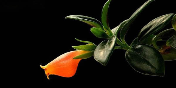 金魚吊蘭的花語