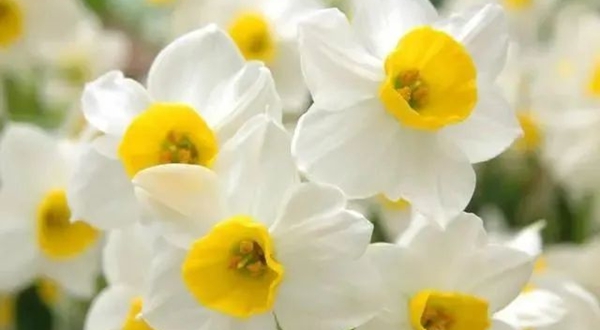 水仙花的花語(yǔ),水仙花的寓意和象征是什么