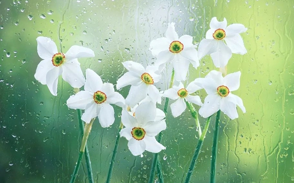 水仙花的花語(yǔ),水仙花的寓意和象征是什么