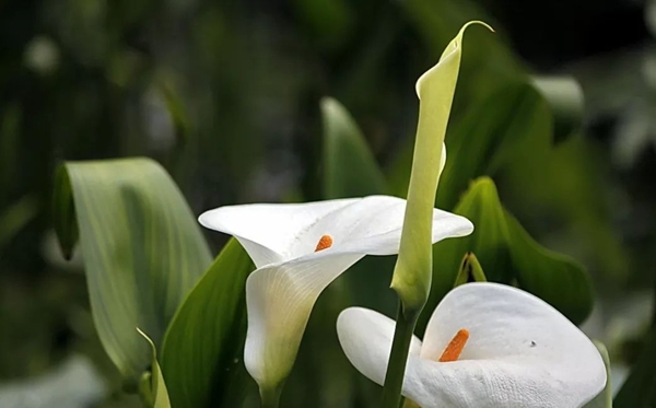 馬蹄蓮花語(yǔ),馬蹄蓮的寓意和象征是什么