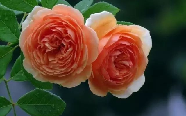 月季的花語,月季的寓意和象征是什么