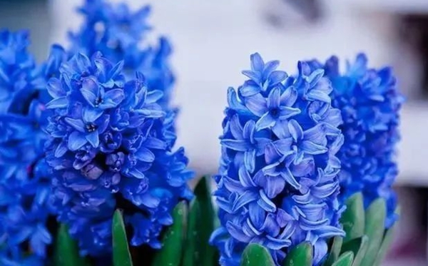 風信子的花語,風信子的寓意和象征是什么