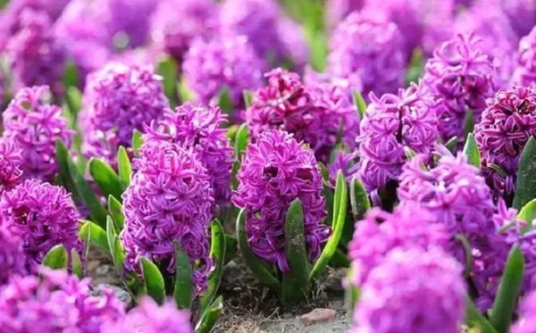 風信子的花語,風信子的寓意和象征是什么