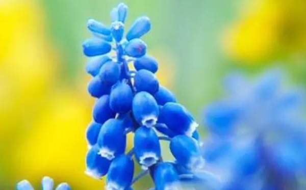 風信子的花語,風信子的寓意和象征是什么