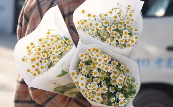 洋甘菊的花語,洋甘菊的寓意和象征是什么