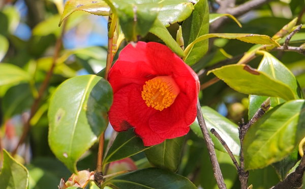 山茶花的花語(yǔ)和寓意是什么