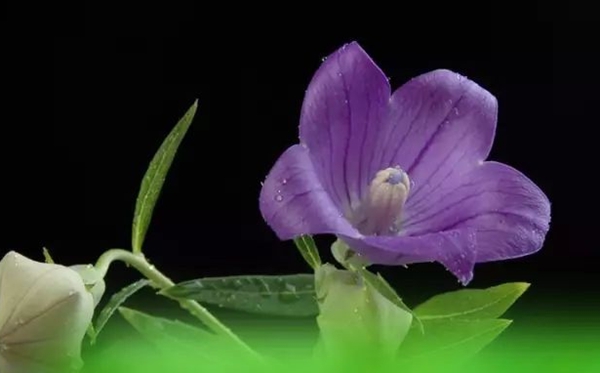 桔?；ǖ幕ㄕZ和寓意是什么