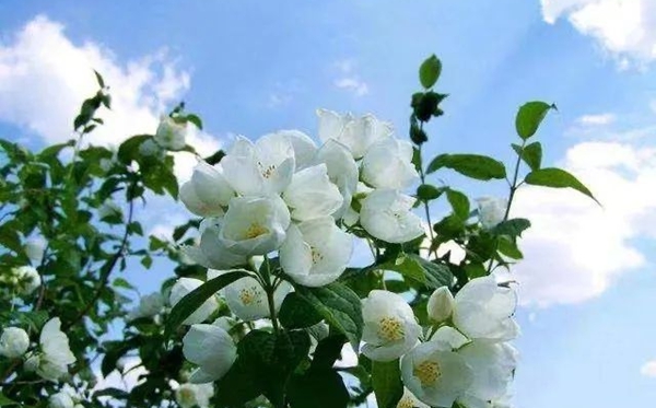 茉莉花花語(yǔ),茉莉花的寓意和象征是什么