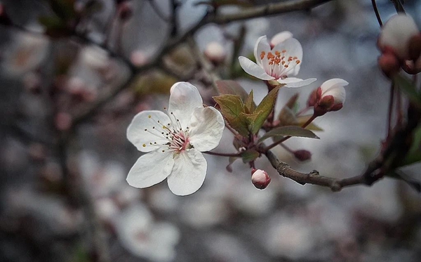春分節(jié)氣的含義是什么,春分節(jié)氣的特點(diǎn)和風(fēng)俗簡(jiǎn)介