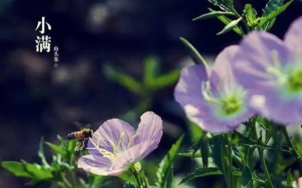 小滿節(jié)氣的含義是什么,小滿節(jié)氣的特點(diǎn)和風(fēng)俗簡(jiǎn)介