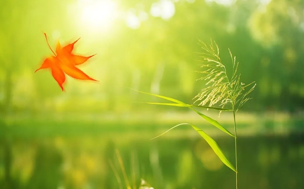 處暑節(jié)氣的含義是什么,處暑節(jié)氣的特點(diǎn)和風(fēng)俗簡(jiǎn)介