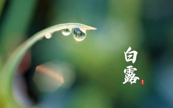 白露節(jié)氣的含義是什么,白露節(jié)氣的特點和風俗簡介
