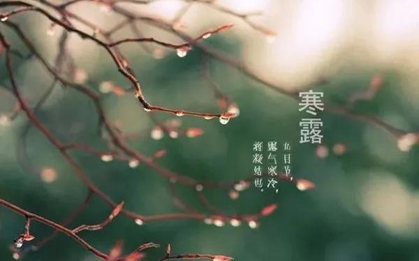 寒露節(jié)氣的含義是什么,寒露節(jié)氣的特點和風俗簡介