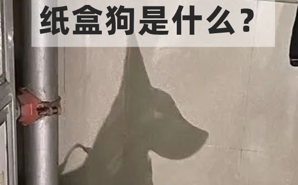紙盒狗是什么,怎么玩,紙盒狗的制作方法