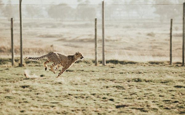 剽悍怎么讀拼音是什么,剽悍和彪悍的區(qū)別