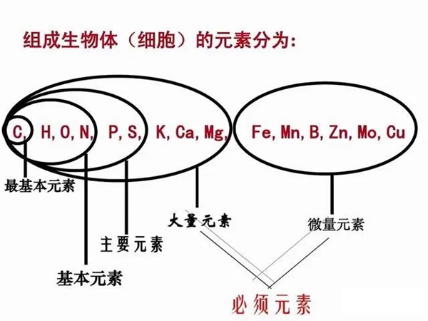 硅基生物是什么意思,硅基生物和碳基生物的區(qū)別是什么