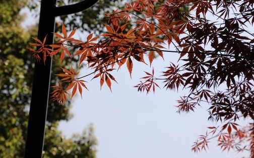 長(zhǎng)沙市第十五中學(xué)在長(zhǎng)沙的排名第幾,屬于什么檔次？